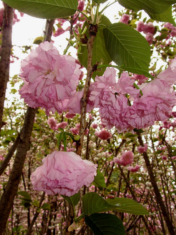 DSC_3962.jpg