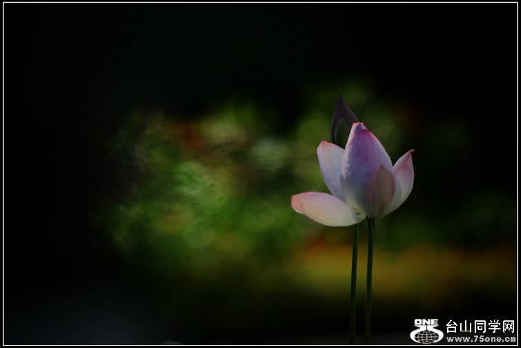 DSC_2525.jpg