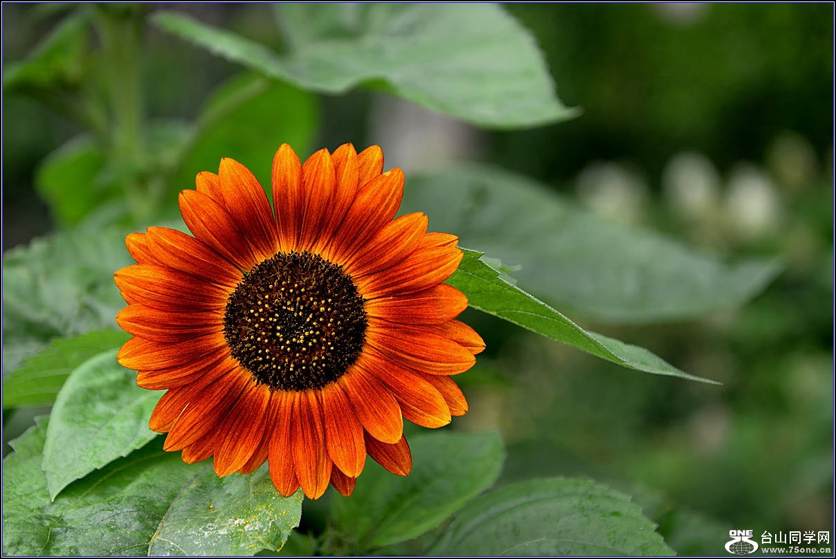 DSC_6138-2_.jpg