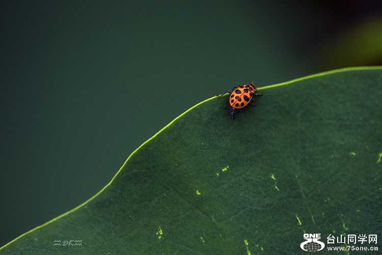 DSC_0068C.jpg