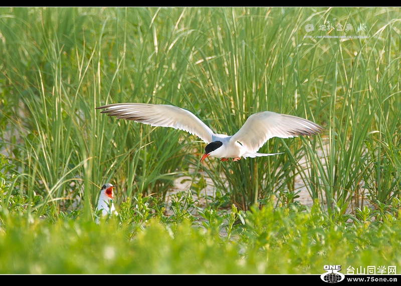 DSC_7104s.jpg