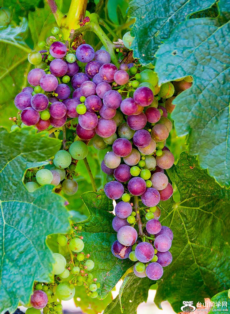 DSC_3167.jpg