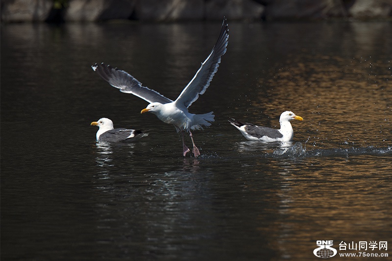 DSC_6551aa.jpg