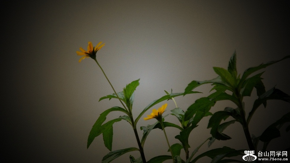 DSC02550_.jpg