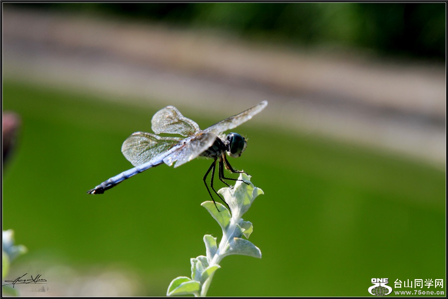 IMG_3475.jpg