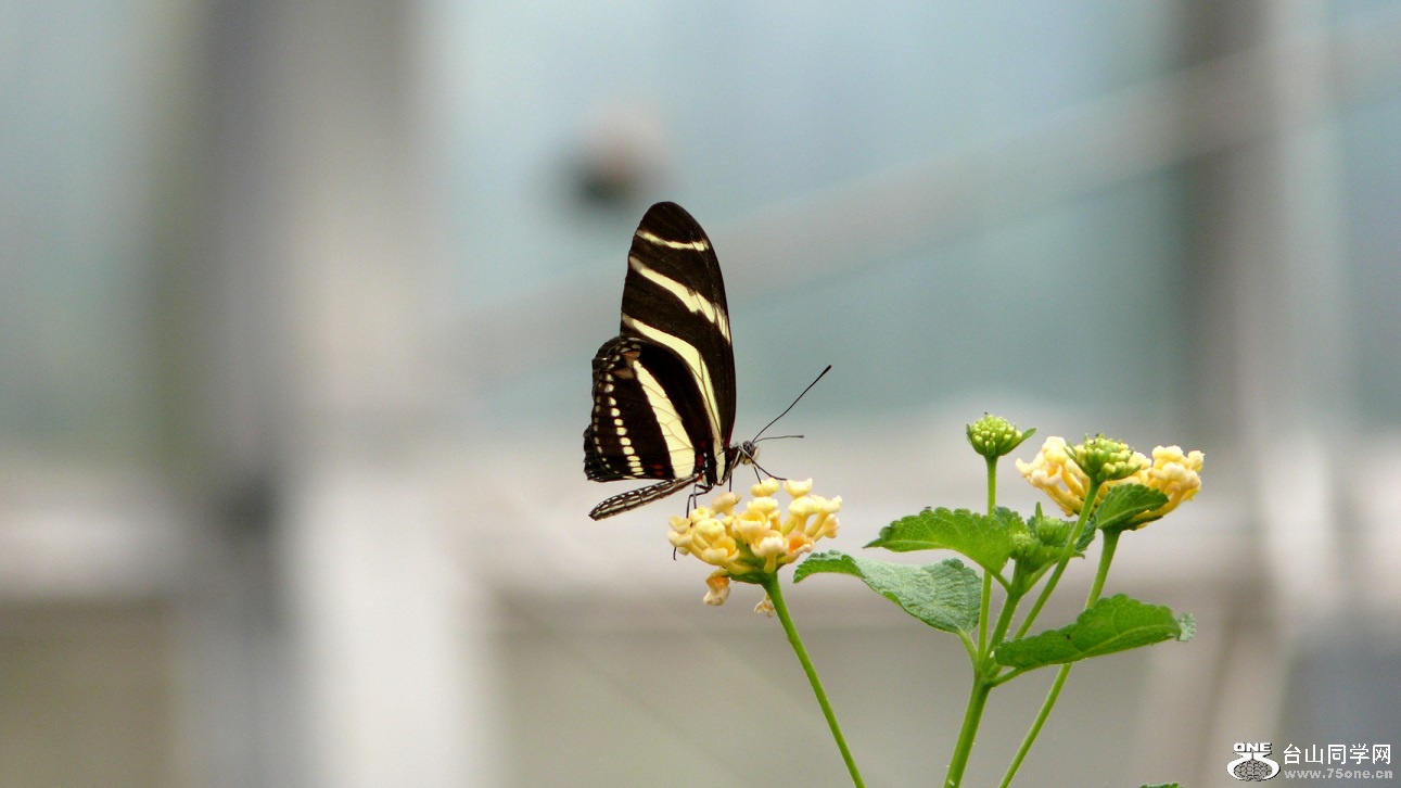 l2440834_conew1.jpg