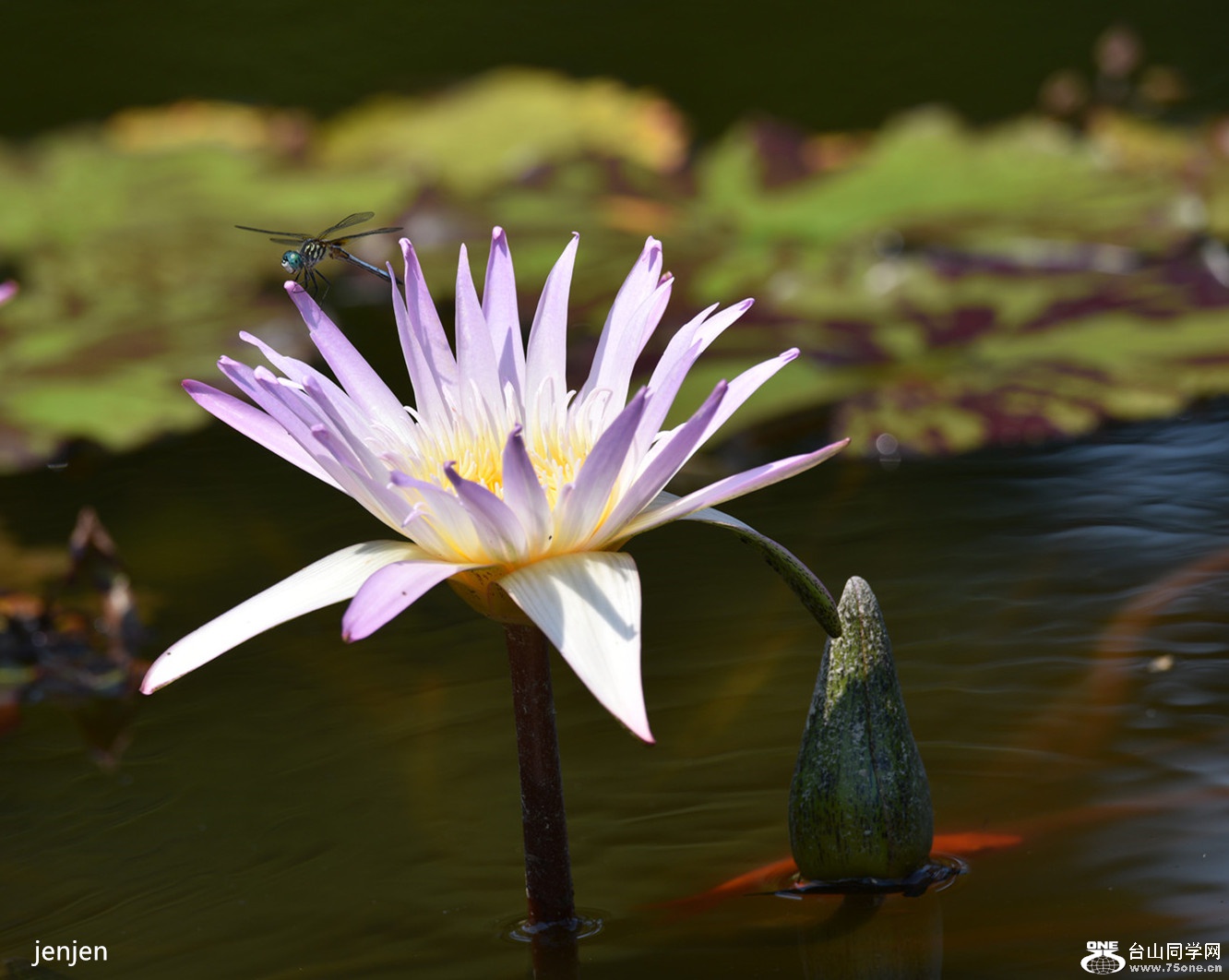 DSC_0603__.jpg