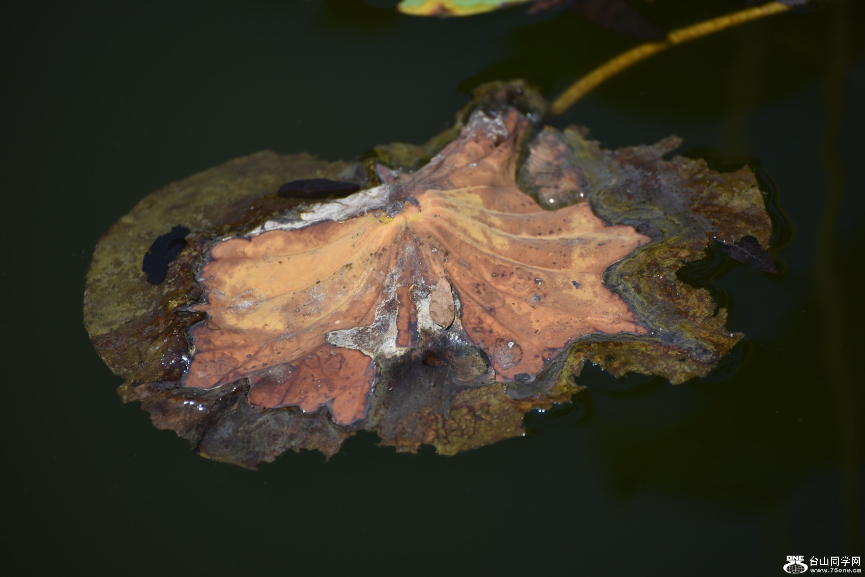 DSC_9068_.jpg