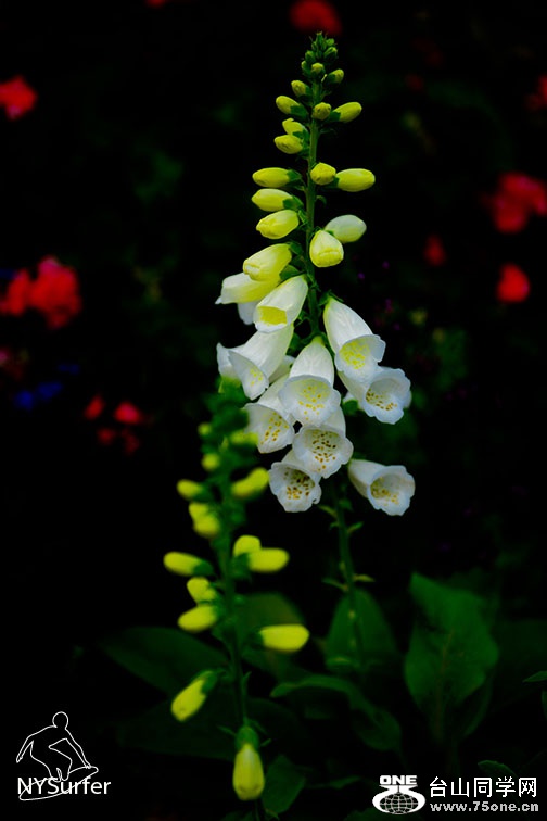 DSC_4780.jpg