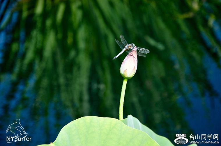 DSC_01140.jpg