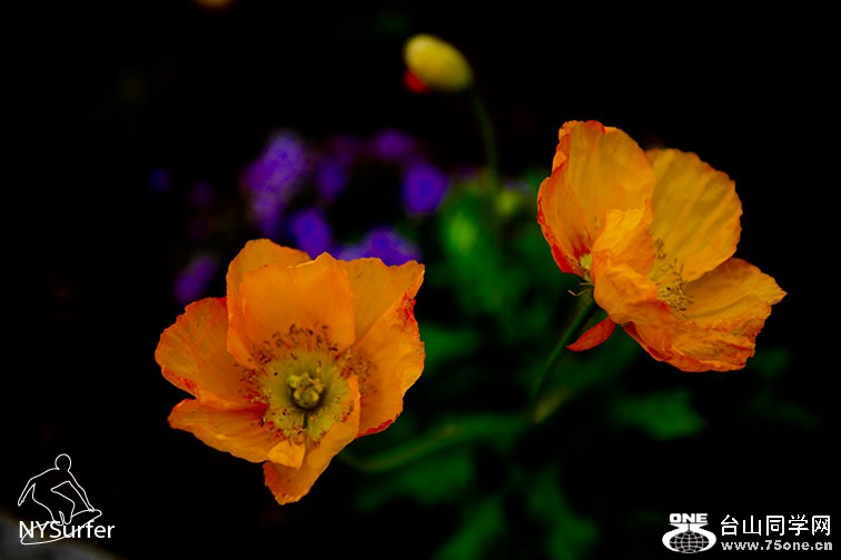 DSC_4778.jpg