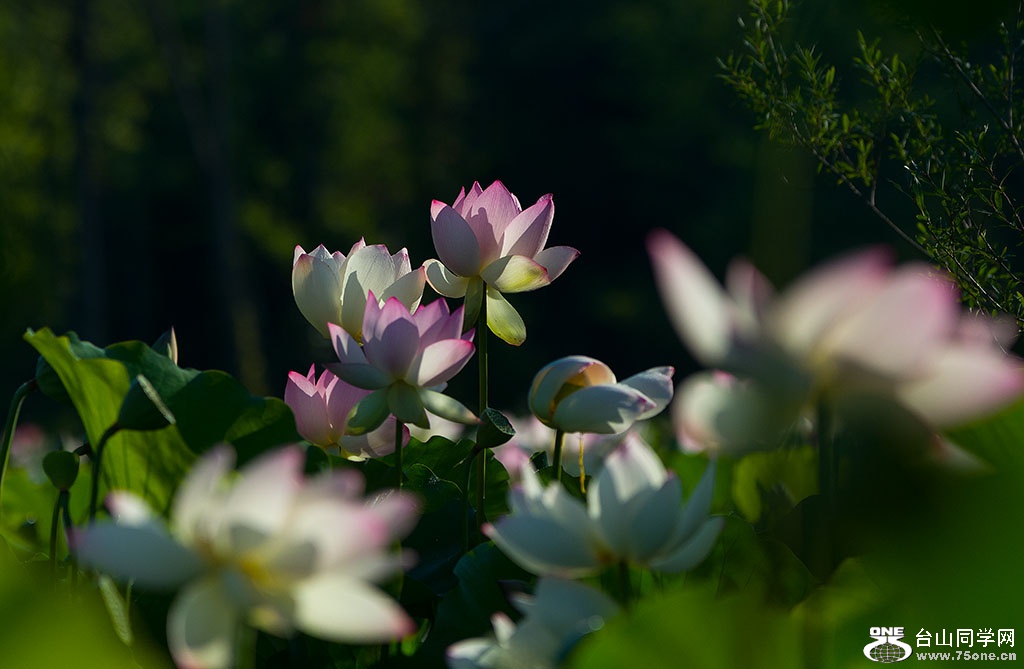 DSC_4049.jpg
