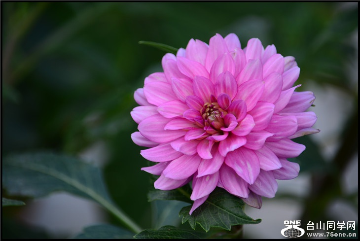 DSC_4293.jpg