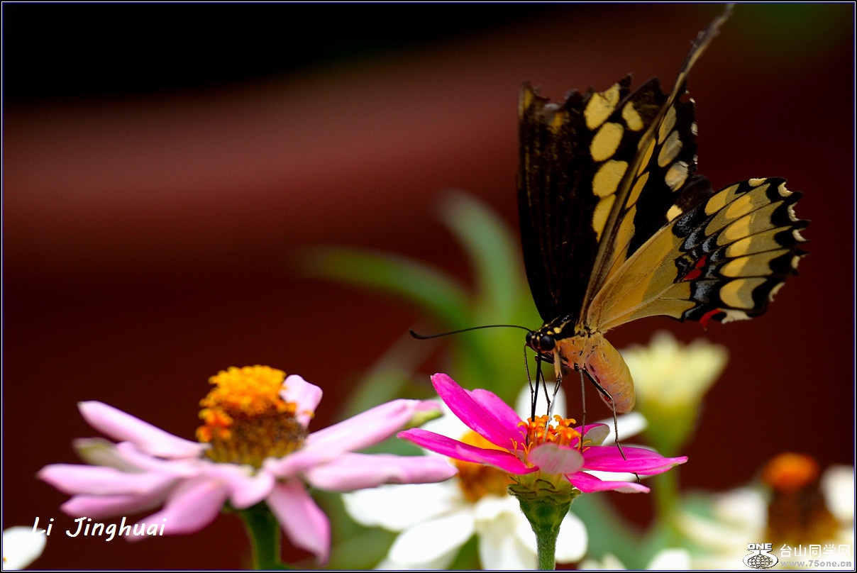 DSC_4761.jpg
