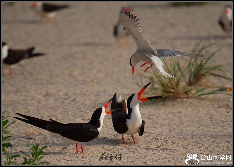 DSC_1344.jpg