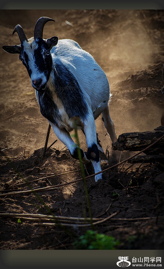DSC_6110,_.jpg