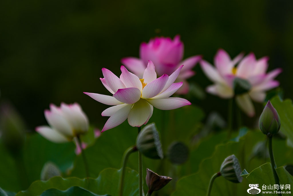 DSC_4901.jpg