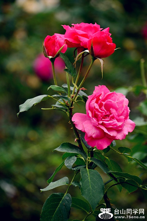 DSC_7023_.jpg