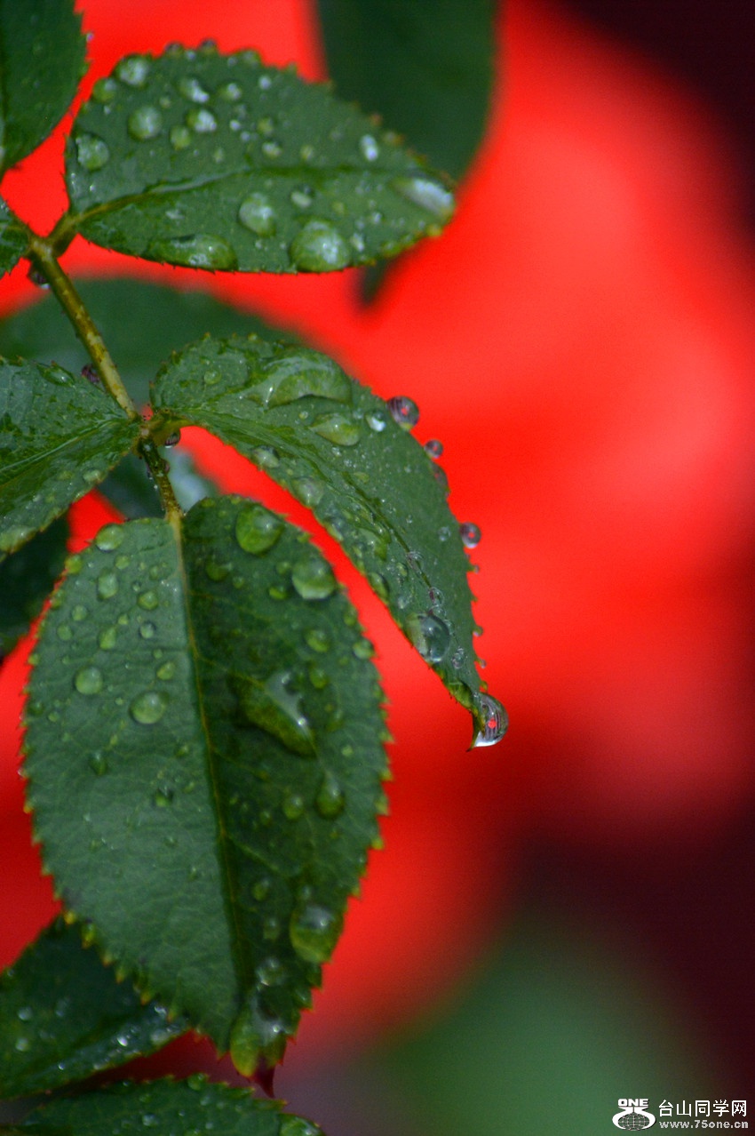DSC_9397_55.jpg