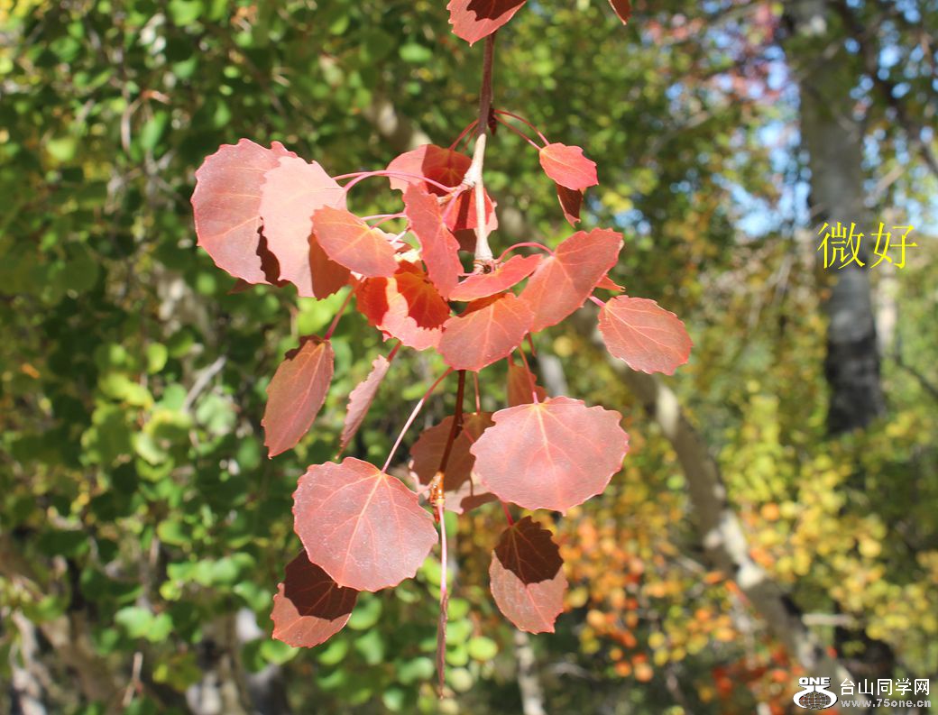 IMG_9922_.jpg