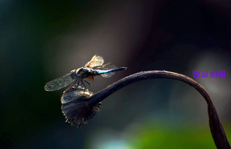 DSC_1220_1.JPG