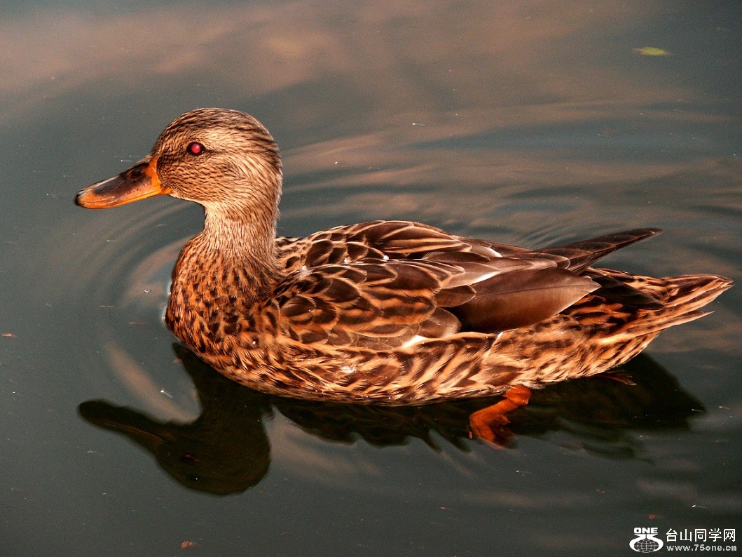 l2510156_conew1.jpg