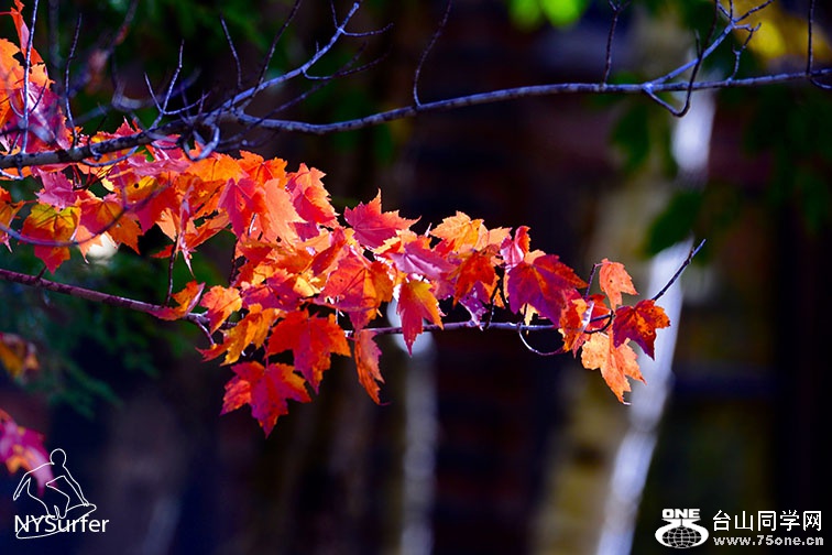 DSC_61580.jpg