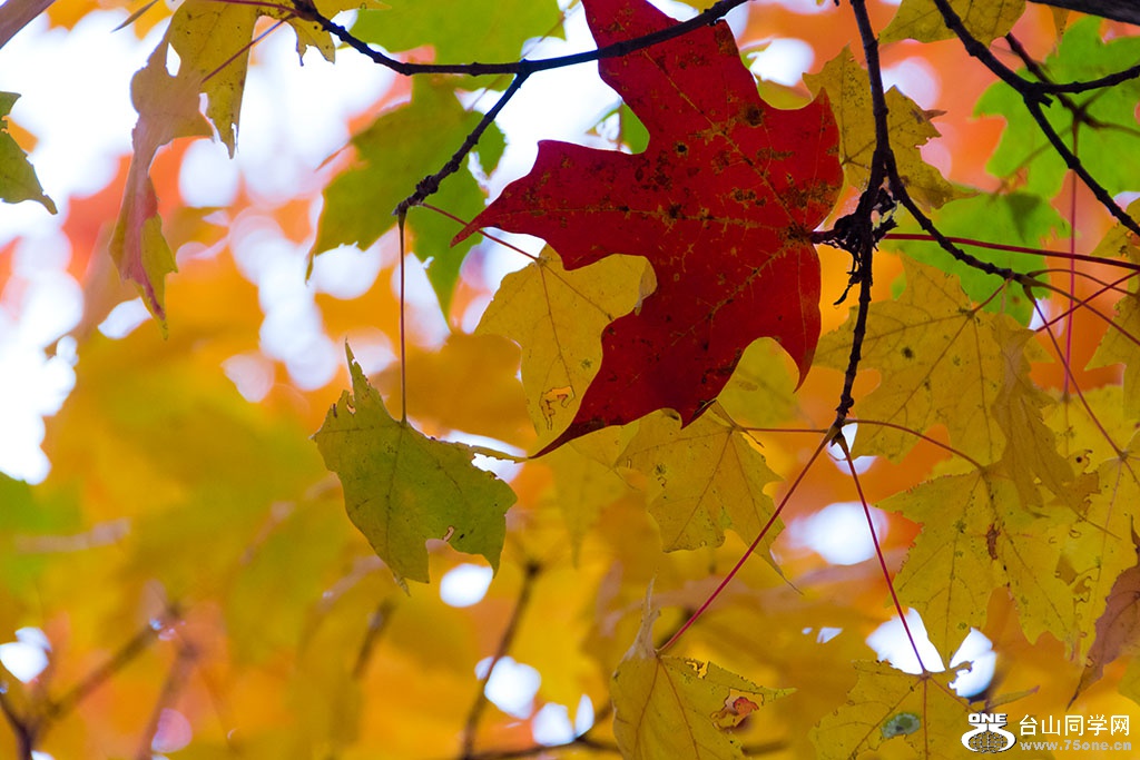 DSC_8719.jpg