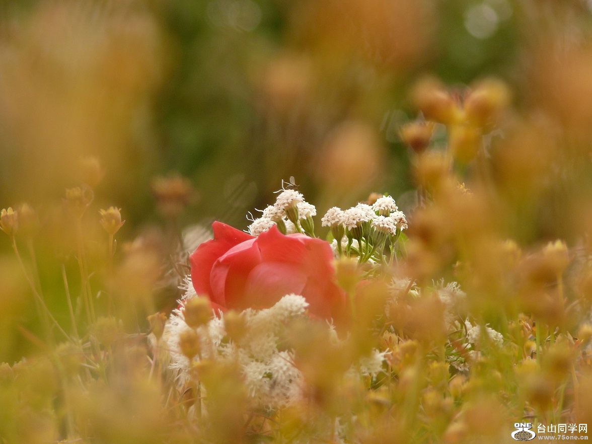 l2520881_conew1.jpg