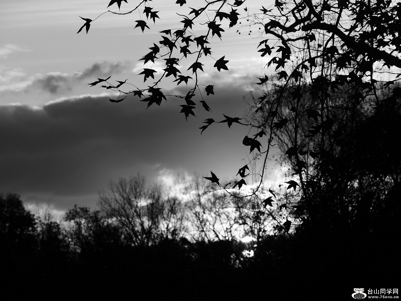l1030964_conew1.jpg