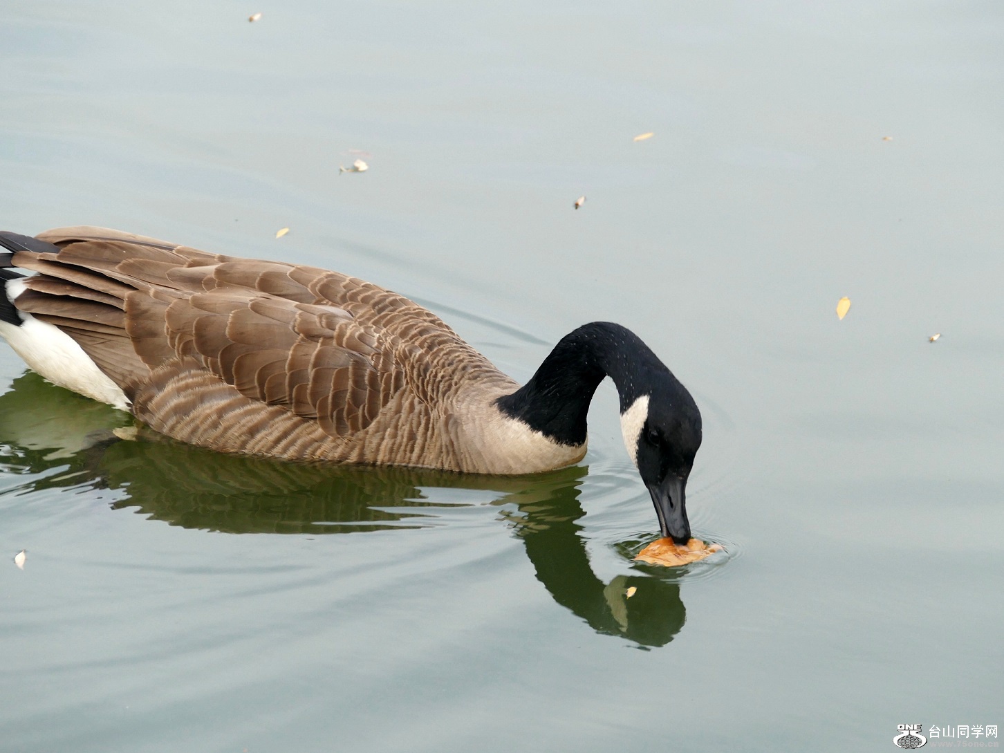 l1020599_conew1.jpg