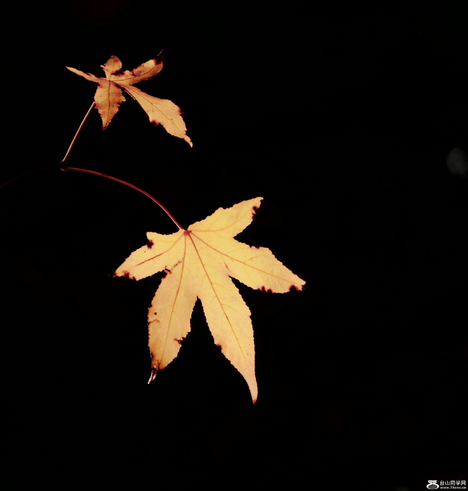 l1030743_conew3.jpg