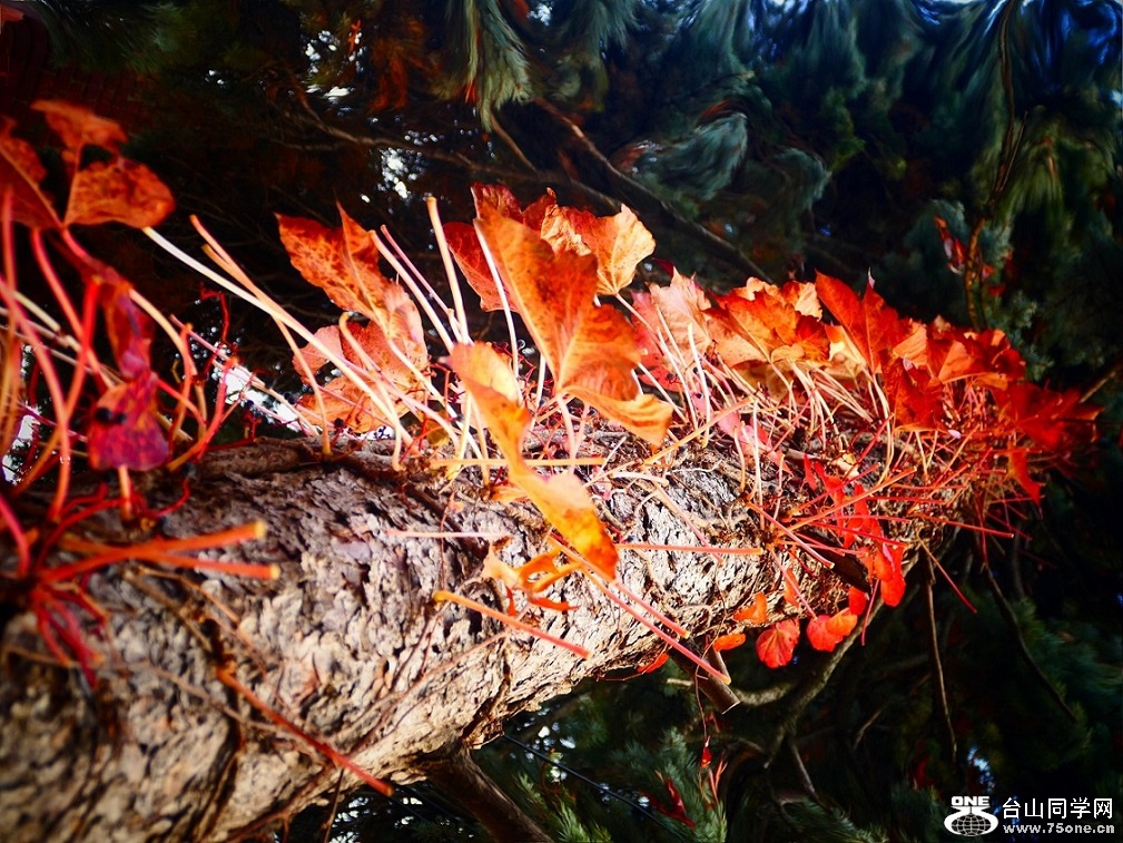 l1000536_conew1.jpg