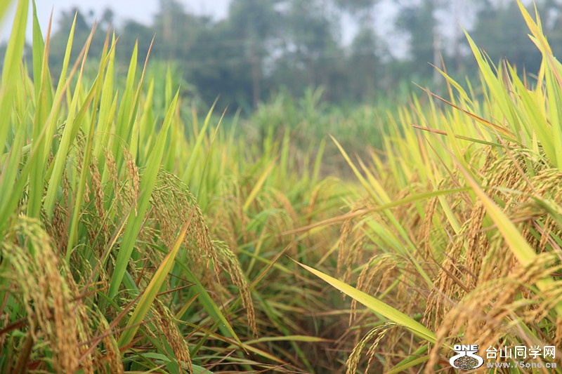 ��ˮ 319_����.jpg