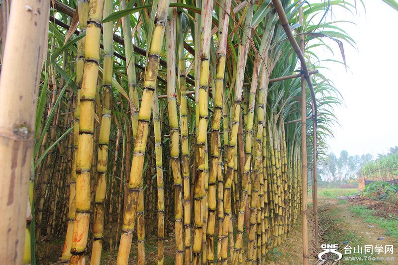 ��ˮ 316_����.jpg