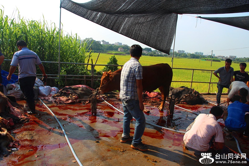 ��ˮ 264_����.jpg