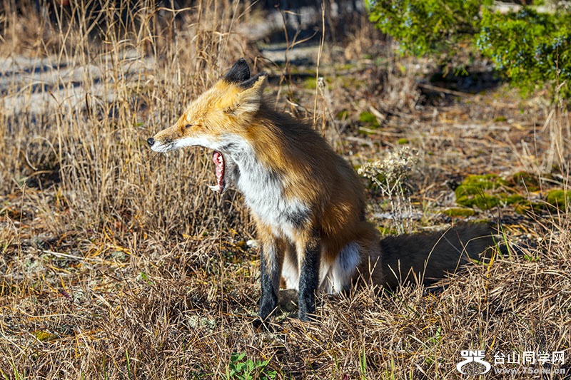 DSC_0992aa.jpg