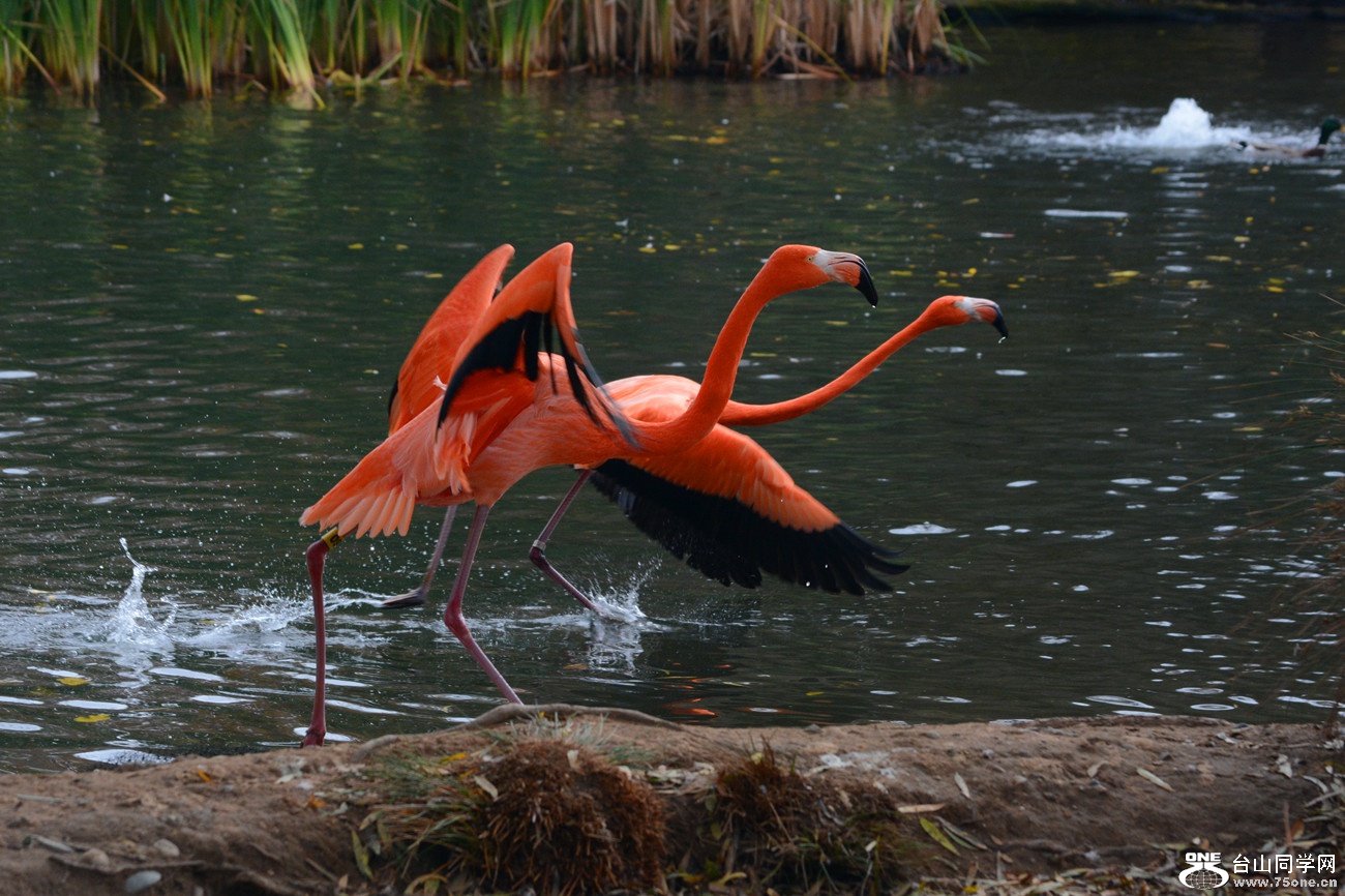 DSC_1222_09.jpg