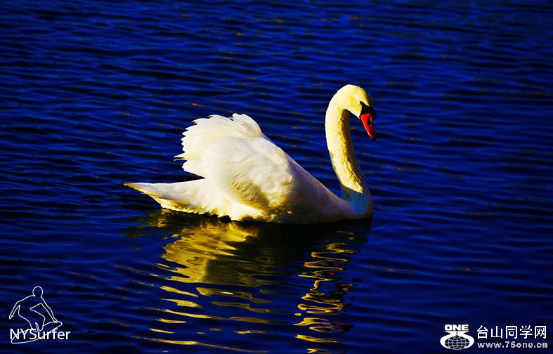 DSC_31277.jpg