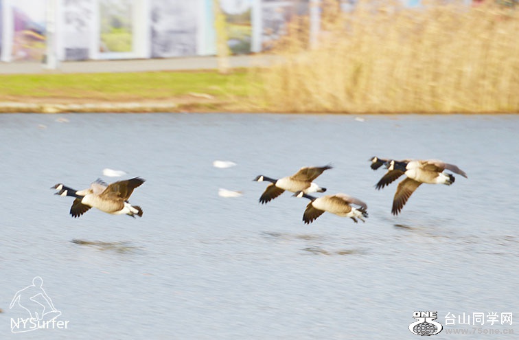 DSC_51105.jpg