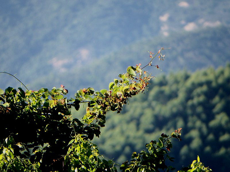 DSC_0010.jpg