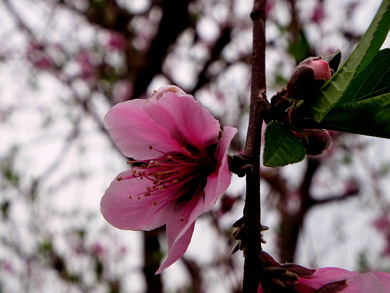 DSCF1551.JPG