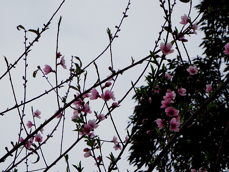 DSCF1567.jpg