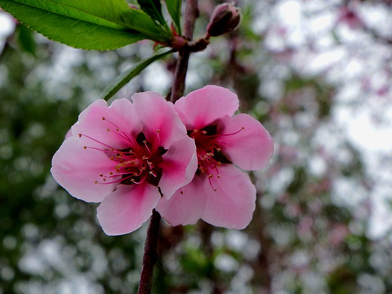 DSCF1550.JPG