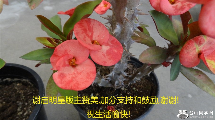 лǰ,ӷֺ֧͹,лл!ף!.jpg