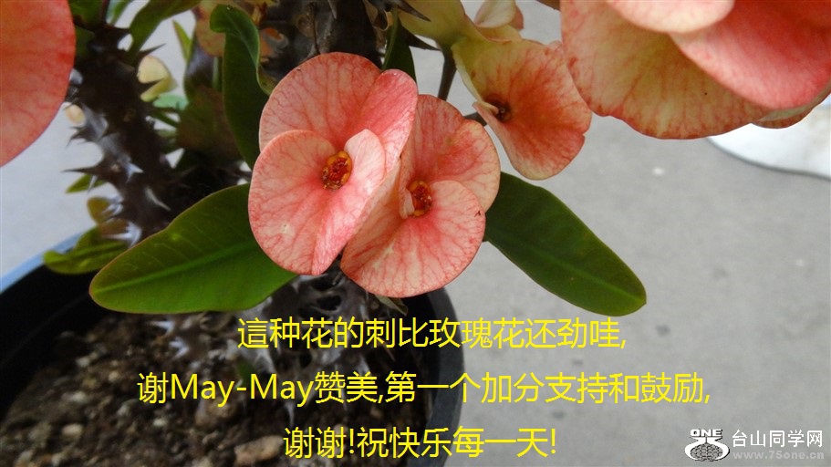 @ֻĴ̱õ廨,лMay-May,һӷֺ֧͹,лл!ףÿһ!.jpg