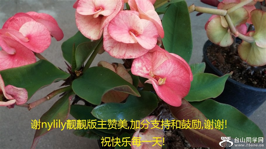 лnylily,ӷֺ֧͹,лл!ףÿһ!.jpg