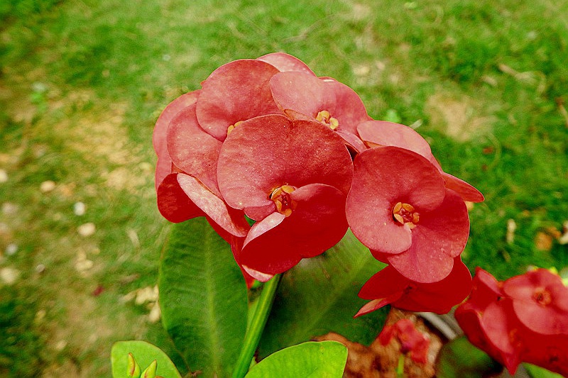 DSCF4033.JPG