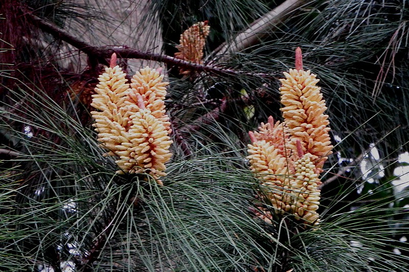 DSCF0415.JPG