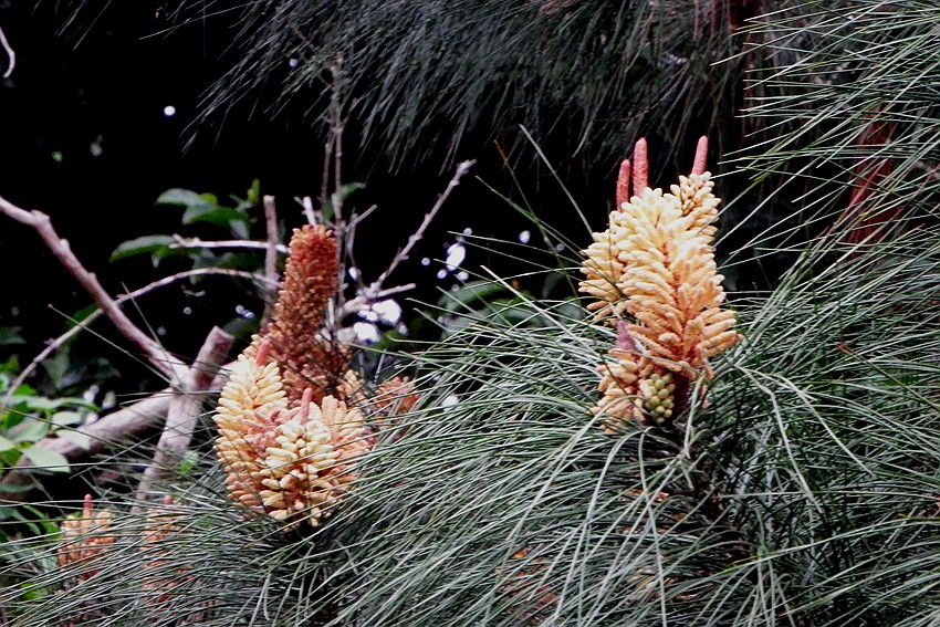 DSCF0416.JPG